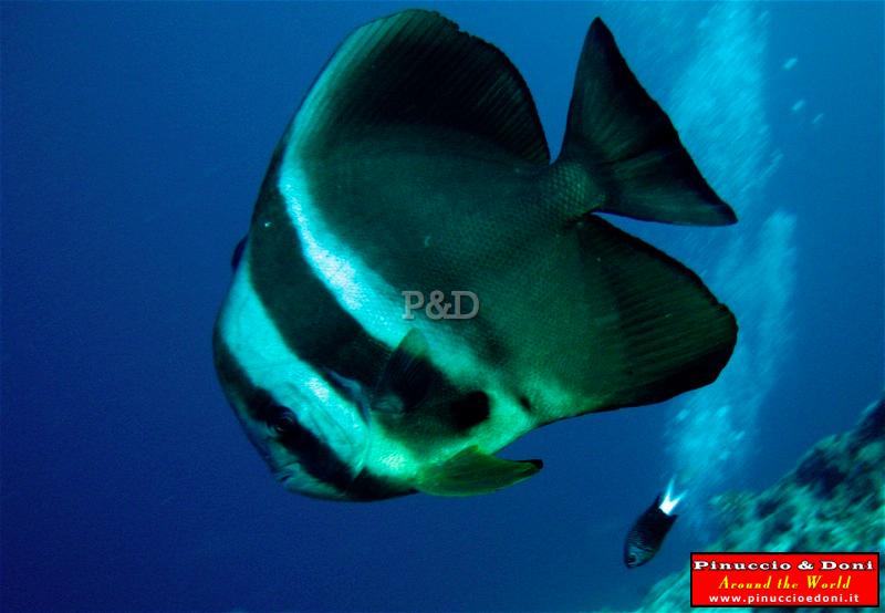 Papua Immersioni (Kavieng-New Hannover) - 04.jpg